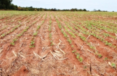 Fazenda para venda em Avaré